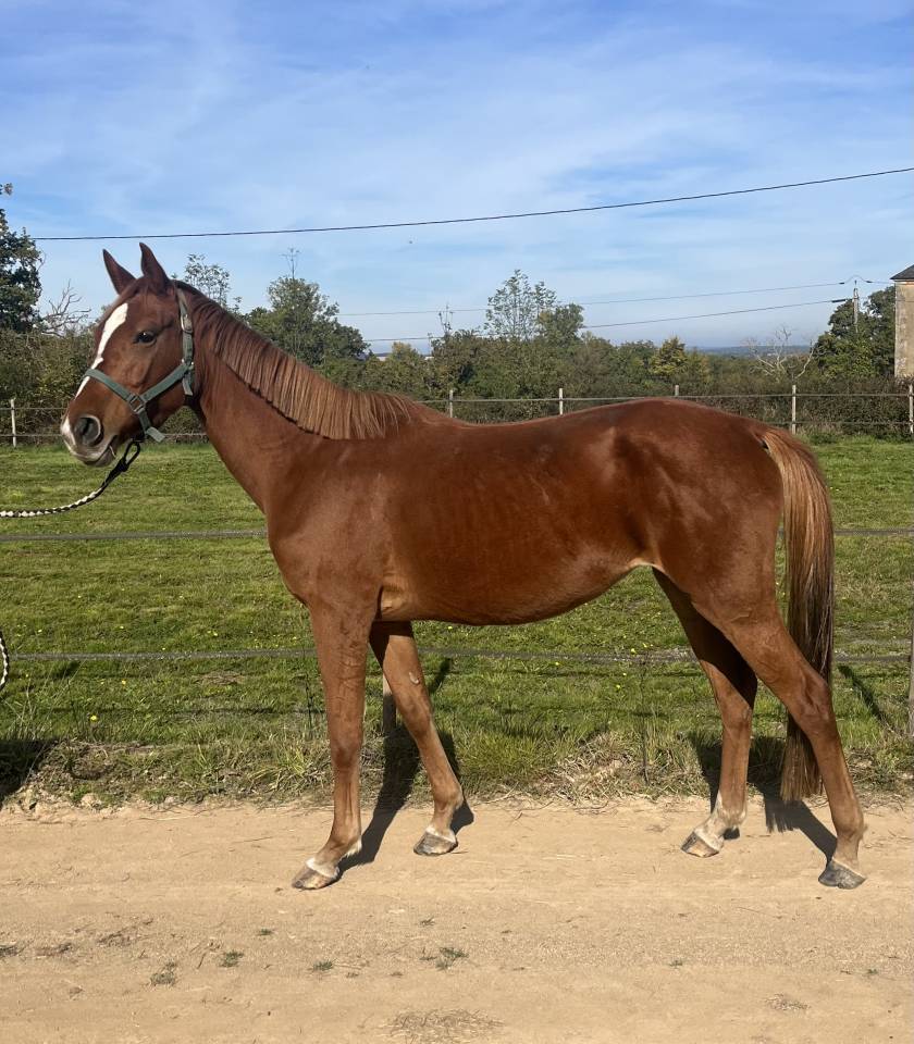 Mare Selle Fran&ccedil;ais For sale 2020 Chesnut