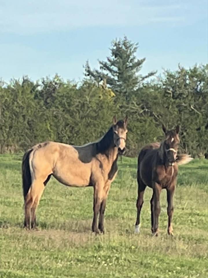 Filly Selle Fran&ccedil;ais For sale 2025 Buckskin