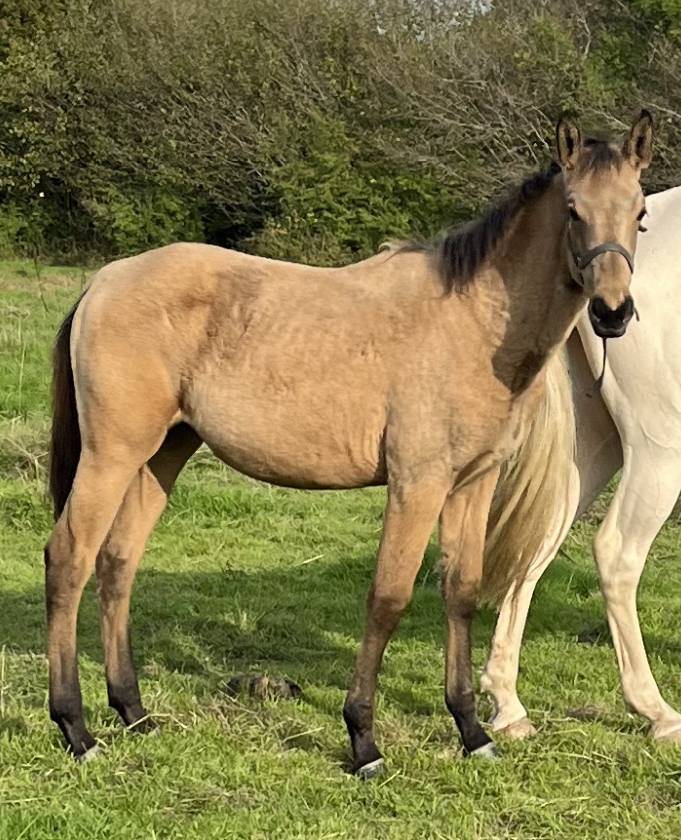 Filly Selle Fran&ccedil;ais For sale 2025 Buckskin