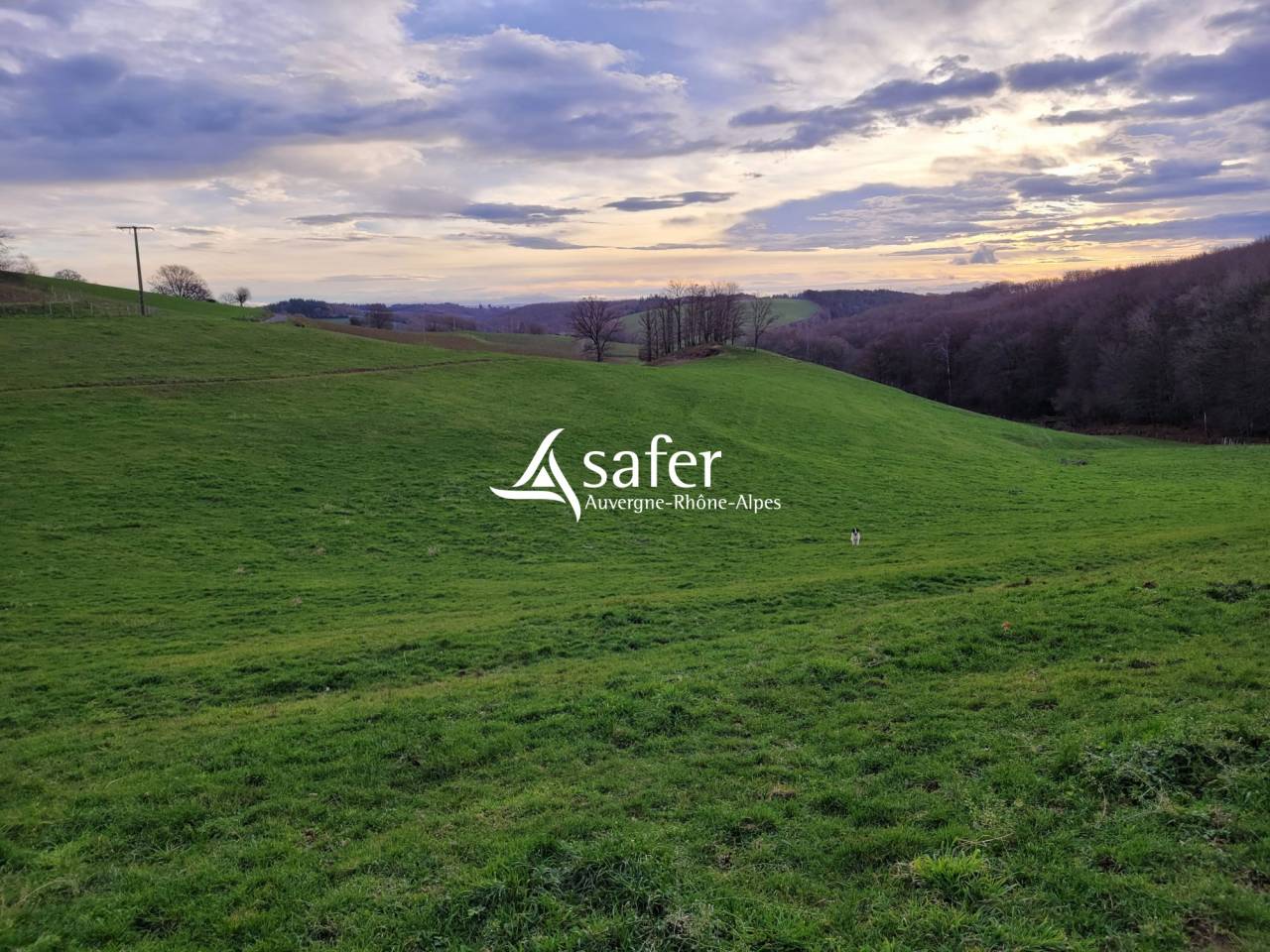 Dairy farm  Cantal