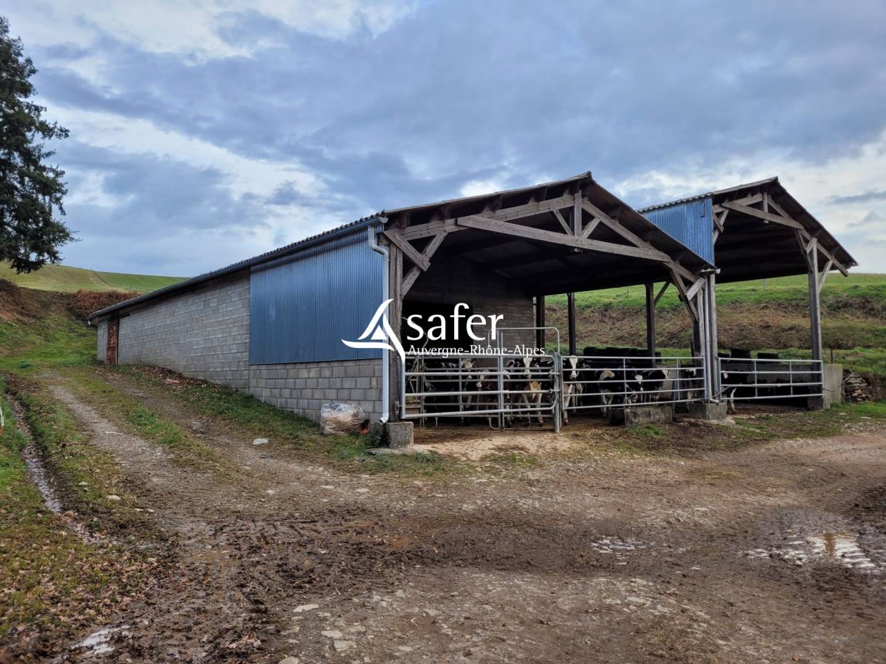Dairy farm  Cantal