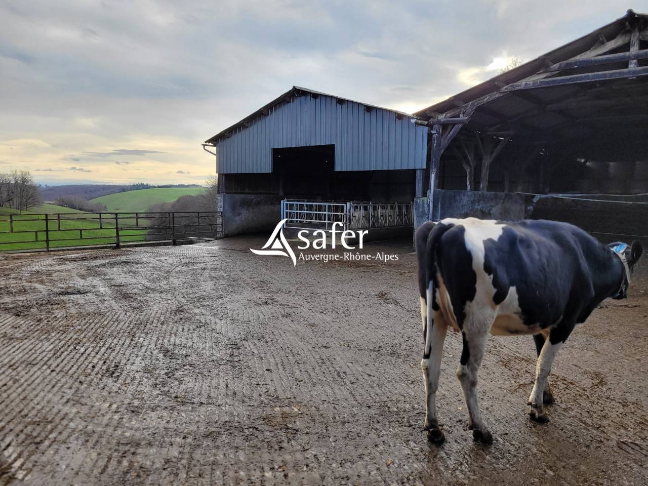 Dairy farm  Cantal