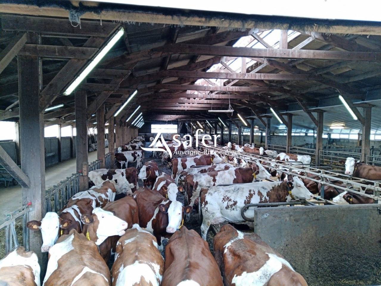 Dairy farm  Cantal