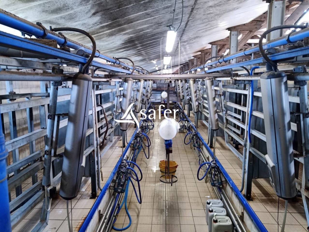 Dairy farm  Cantal