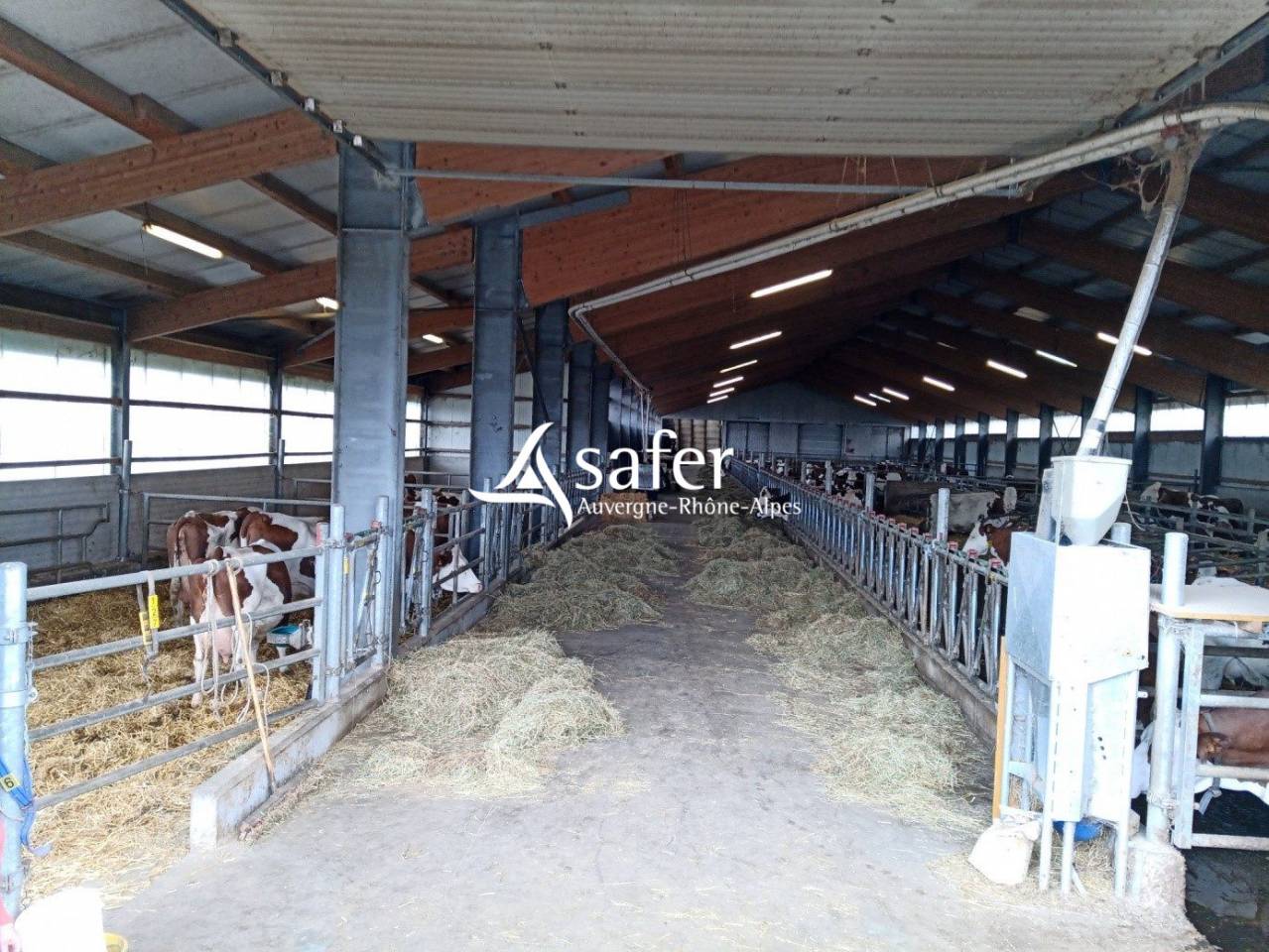 Dairy farm  Cantal