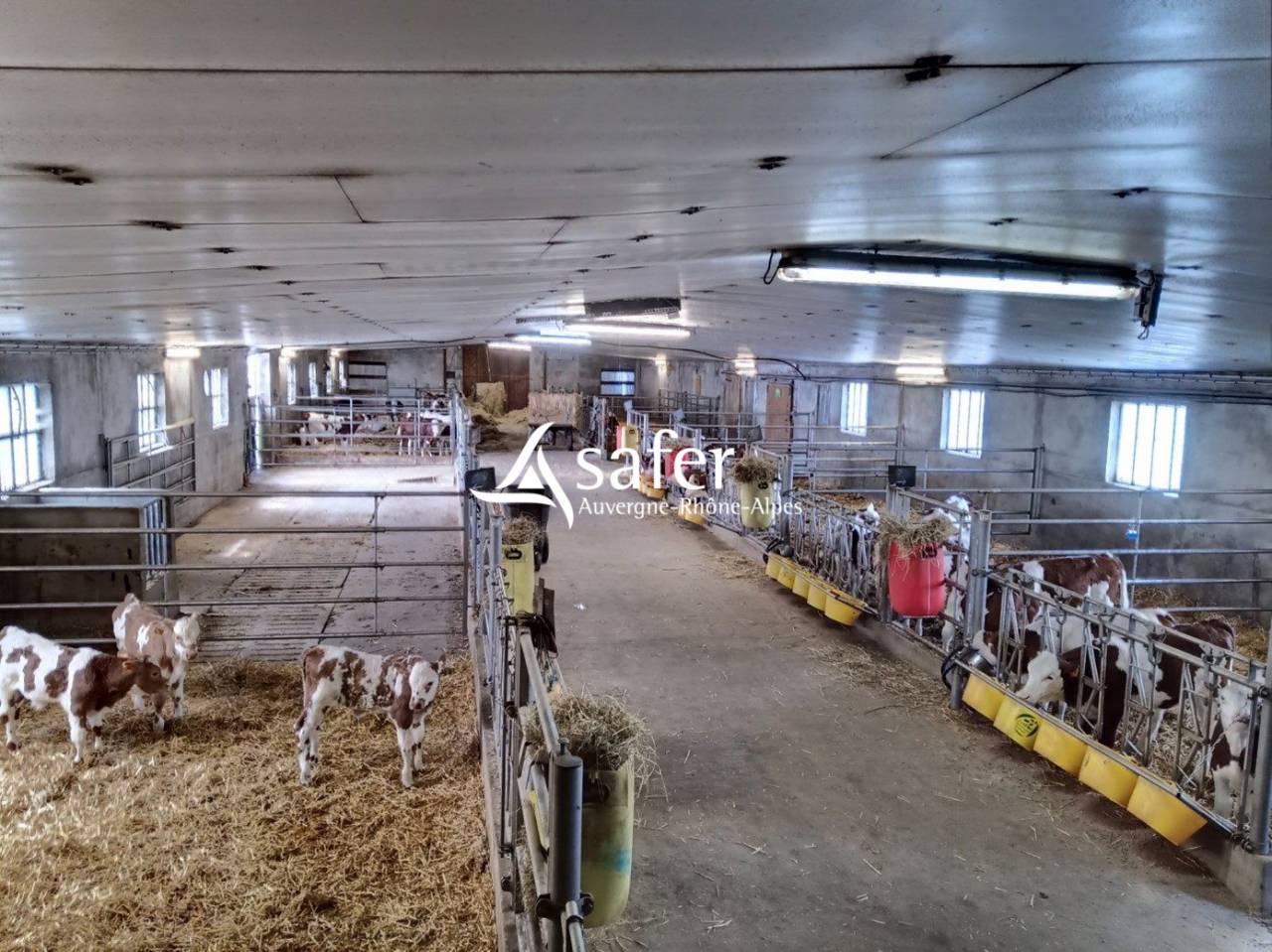 Dairy farm  Cantal