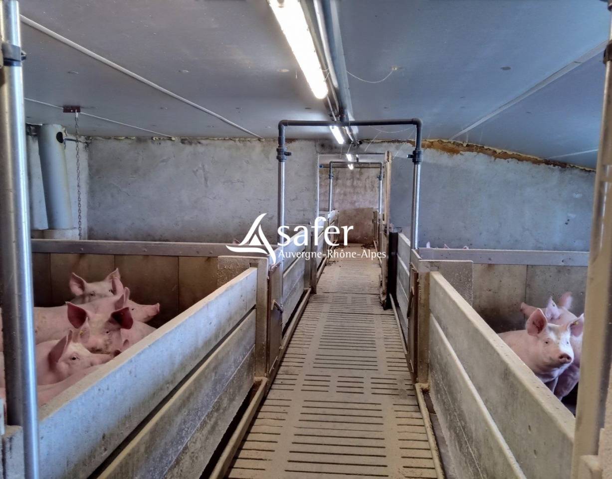 Dairy farm  Cantal