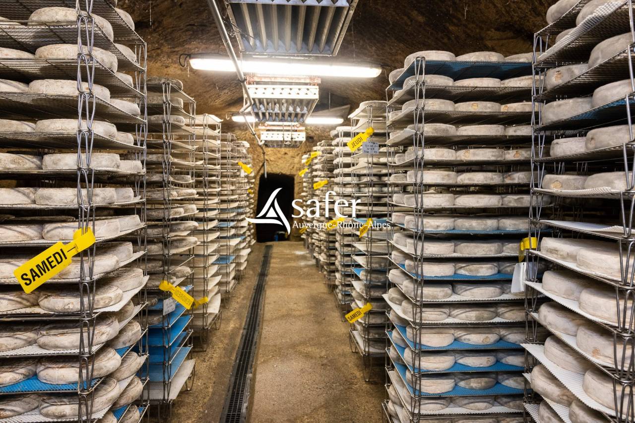 Dairy farm  Cantal