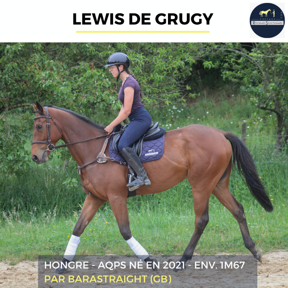 Gelding AQPS For sale 2022 Bay