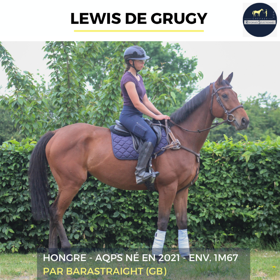 Gelding AQPS For sale 2022 Bay