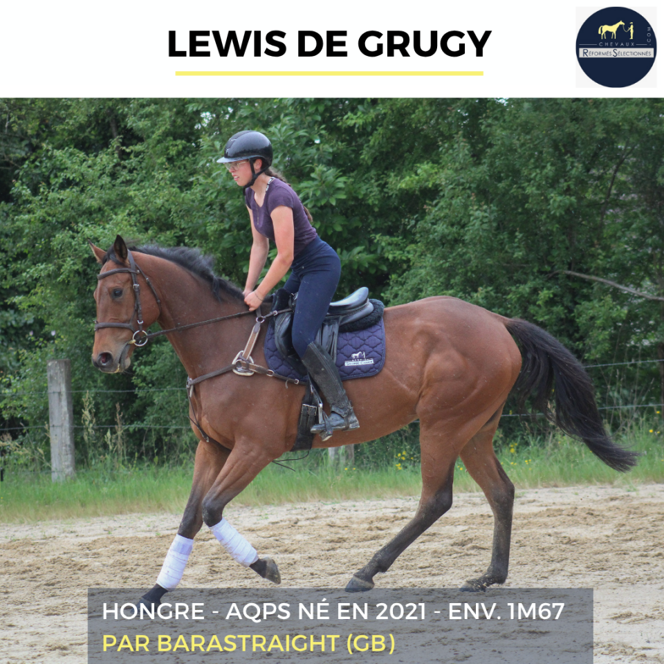 Gelding AQPS For sale 2022 Bay