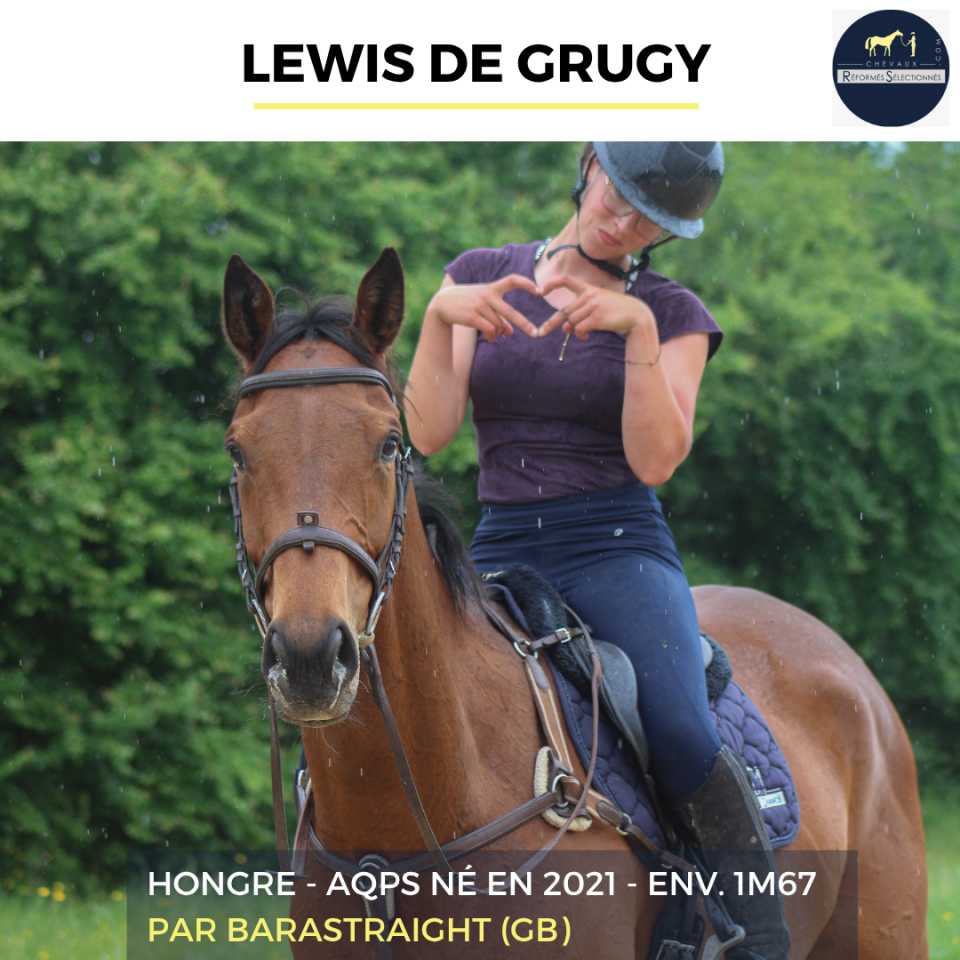Gelding AQPS For sale 2022 Bay