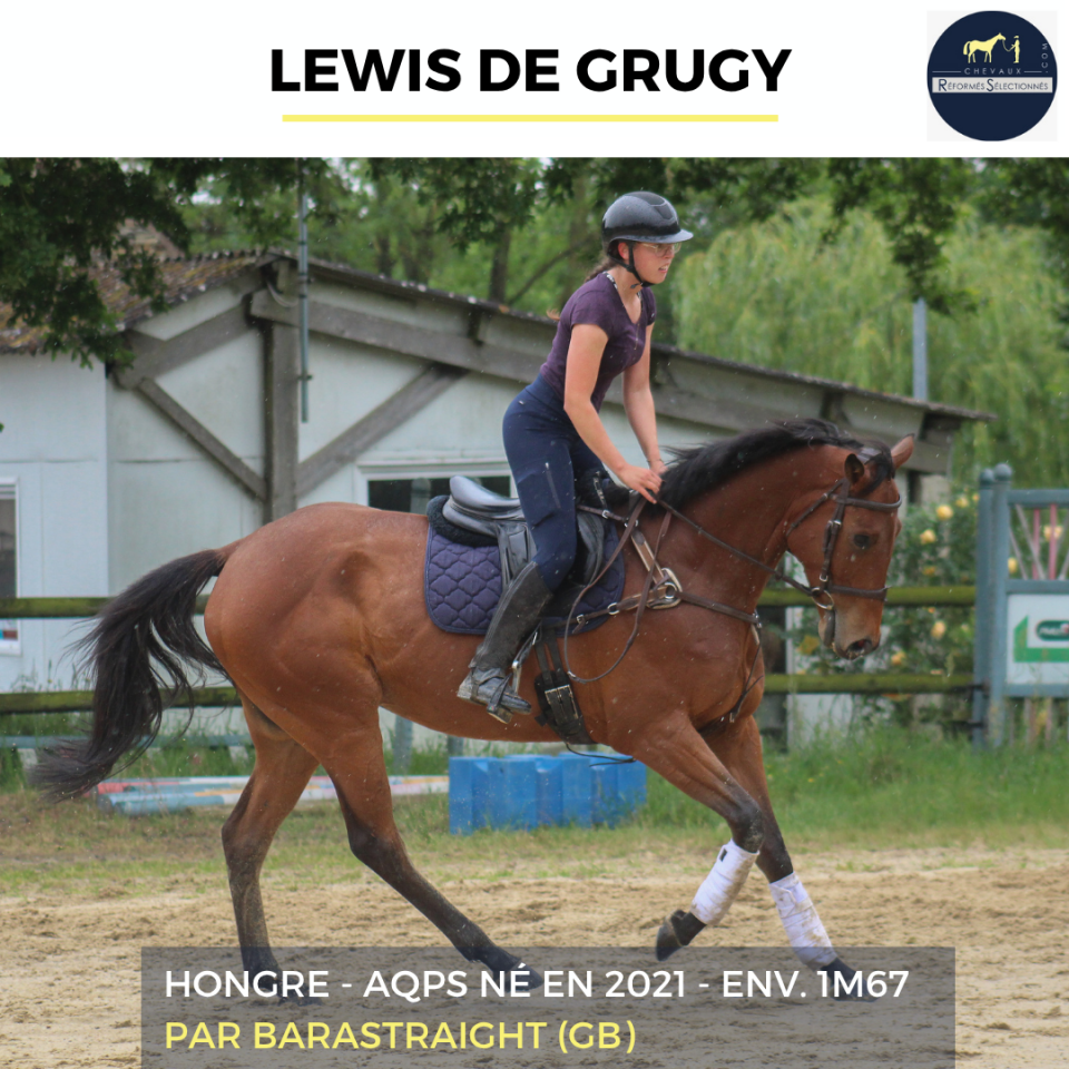 Gelding AQPS For sale 2022 Bay