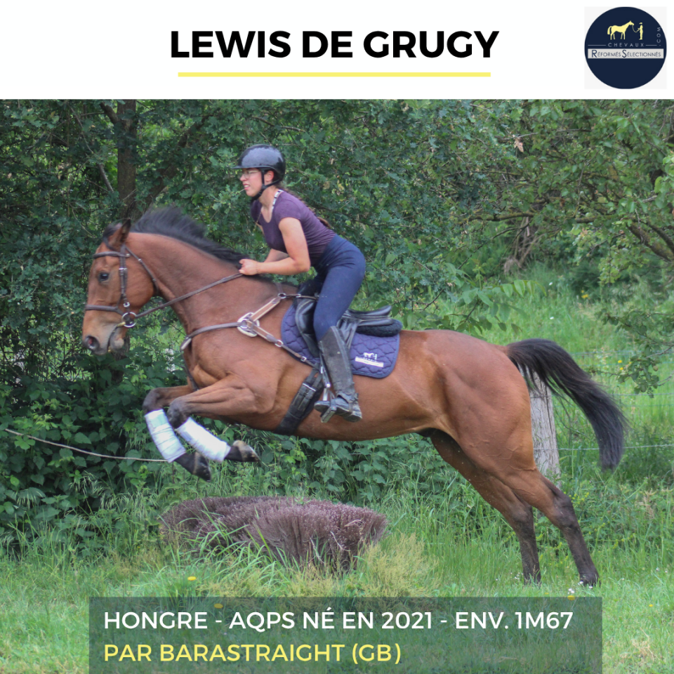 Gelding AQPS For sale 2022 Bay