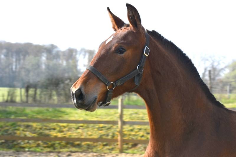 Colt PRE Pure Spanish Bred For sale 2025 Bay