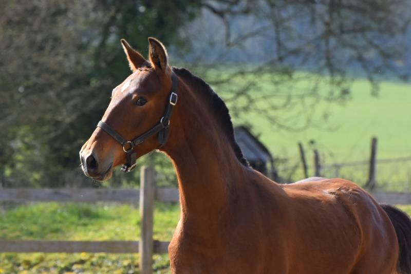 Colt PRE Pure Spanish Bred For sale 2025 Bay