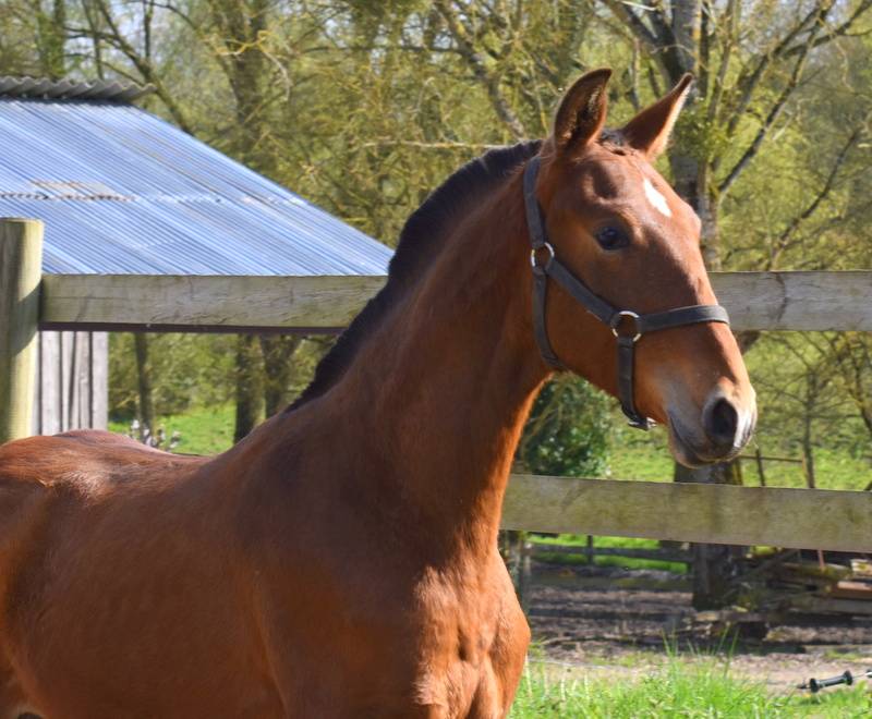 Colt PRE Pure Spanish Bred For sale 2025 Bay