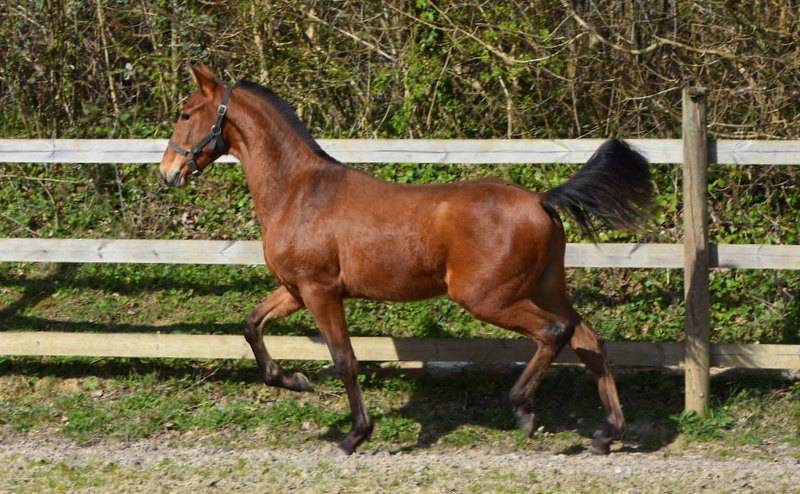 Colt PRE Pure Spanish Bred For sale 2025 Bay