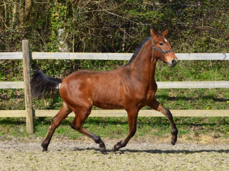 Colt PRE Pure Spanish Bred For sale 2025 Bay