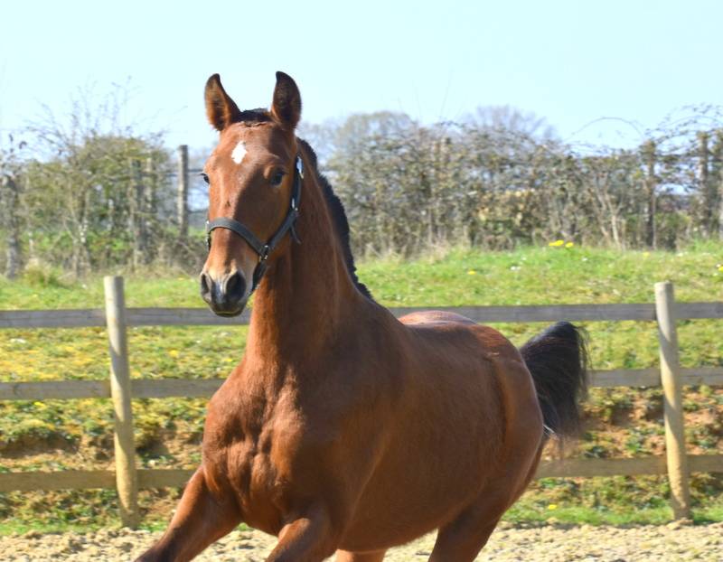 Colt PRE Pure Spanish Bred For sale 2025 Bay