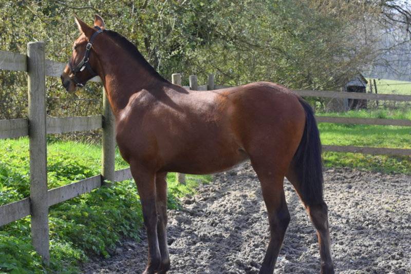 Colt PRE Pure Spanish Bred For sale 2025 Bay