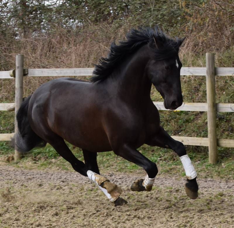Colt PRE Pure Spanish Bred For sale 2025 Bay