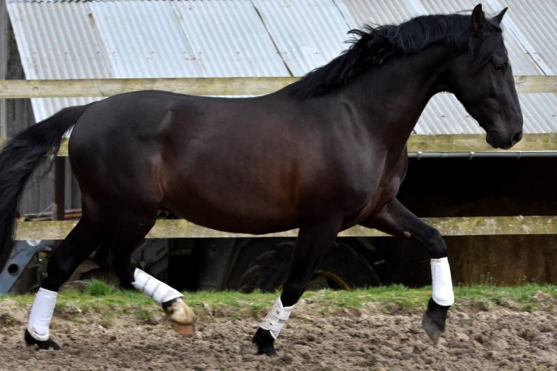Colt PRE Pure Spanish Bred For sale 2025 Bay