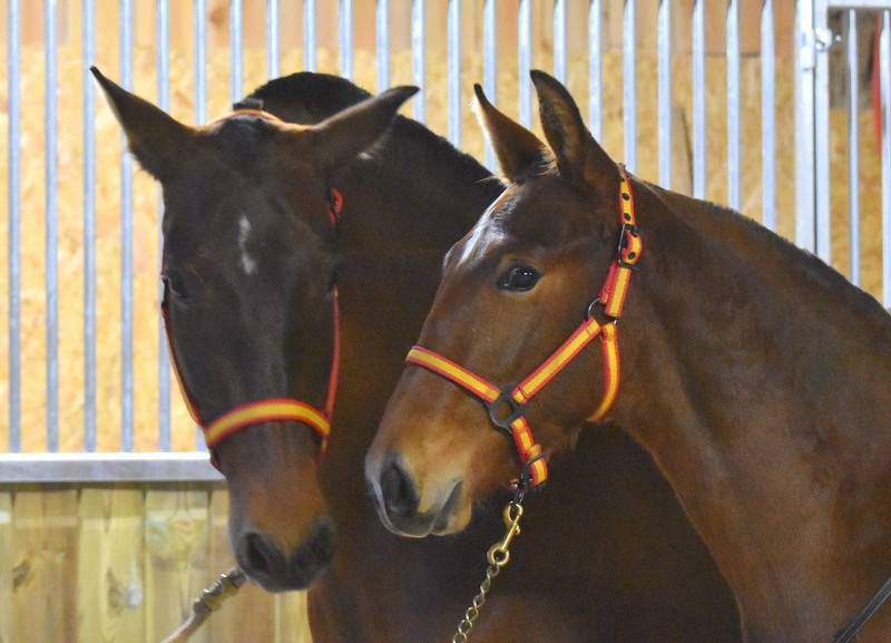Colt PRE Pure Spanish Bred For sale 2025 Bay