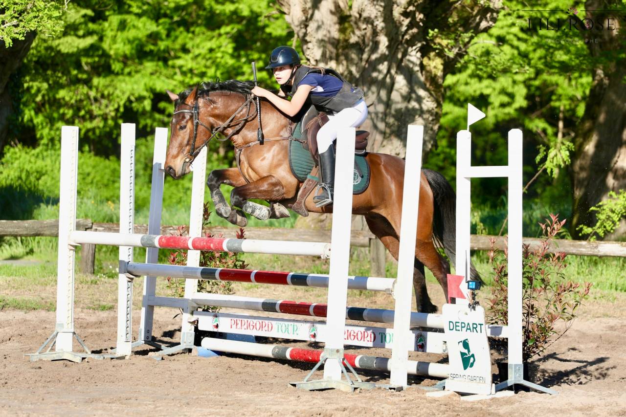 Gelding Connemara For sale 2018 Bay