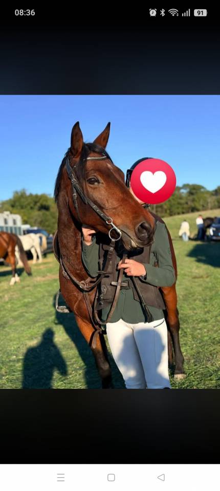 Gelding Connemara For sale 2018 Bay