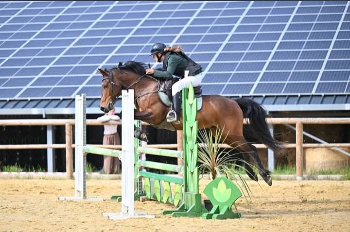 Gelding Connemara For sale 2018 Bay