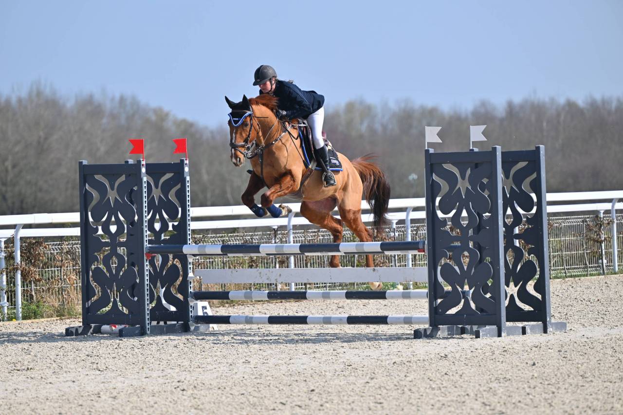 Gelding French Trotter For sale 2015 Liver chestnut