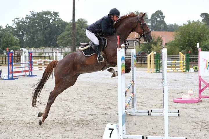 Gelding French Trotter For sale 2015 Liver chestnut