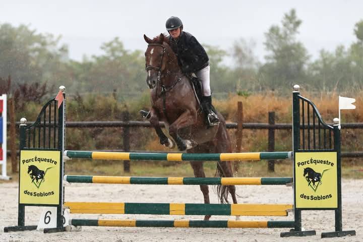 Gelding French Trotter For sale 2015 Liver chestnut