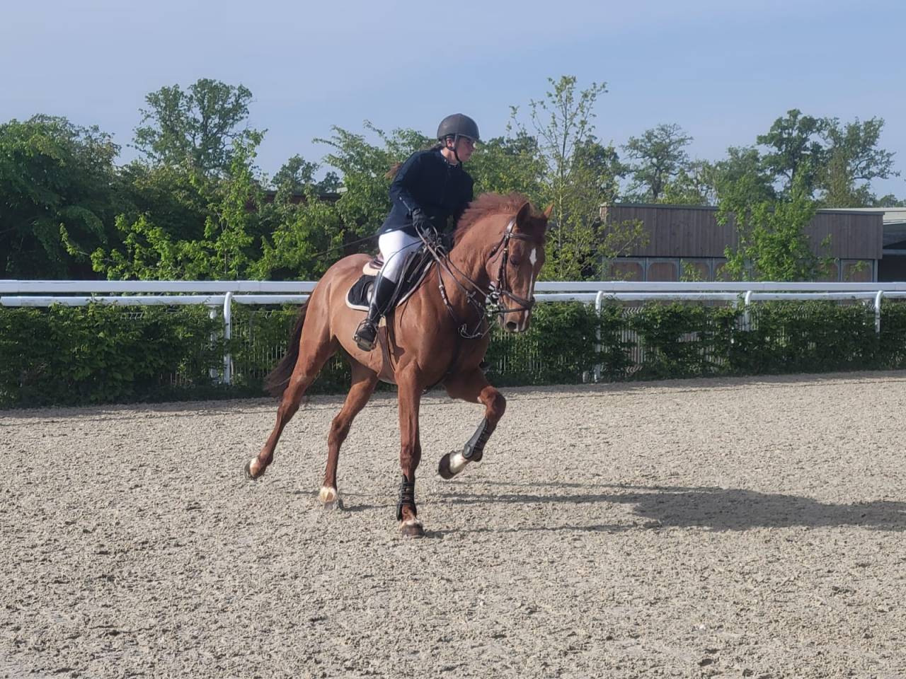 Gelding French Trotter For sale 2015 Liver chestnut