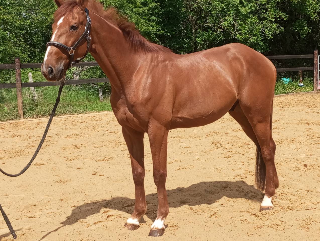 Gelding French Trotter For sale 2015 Liver chestnut