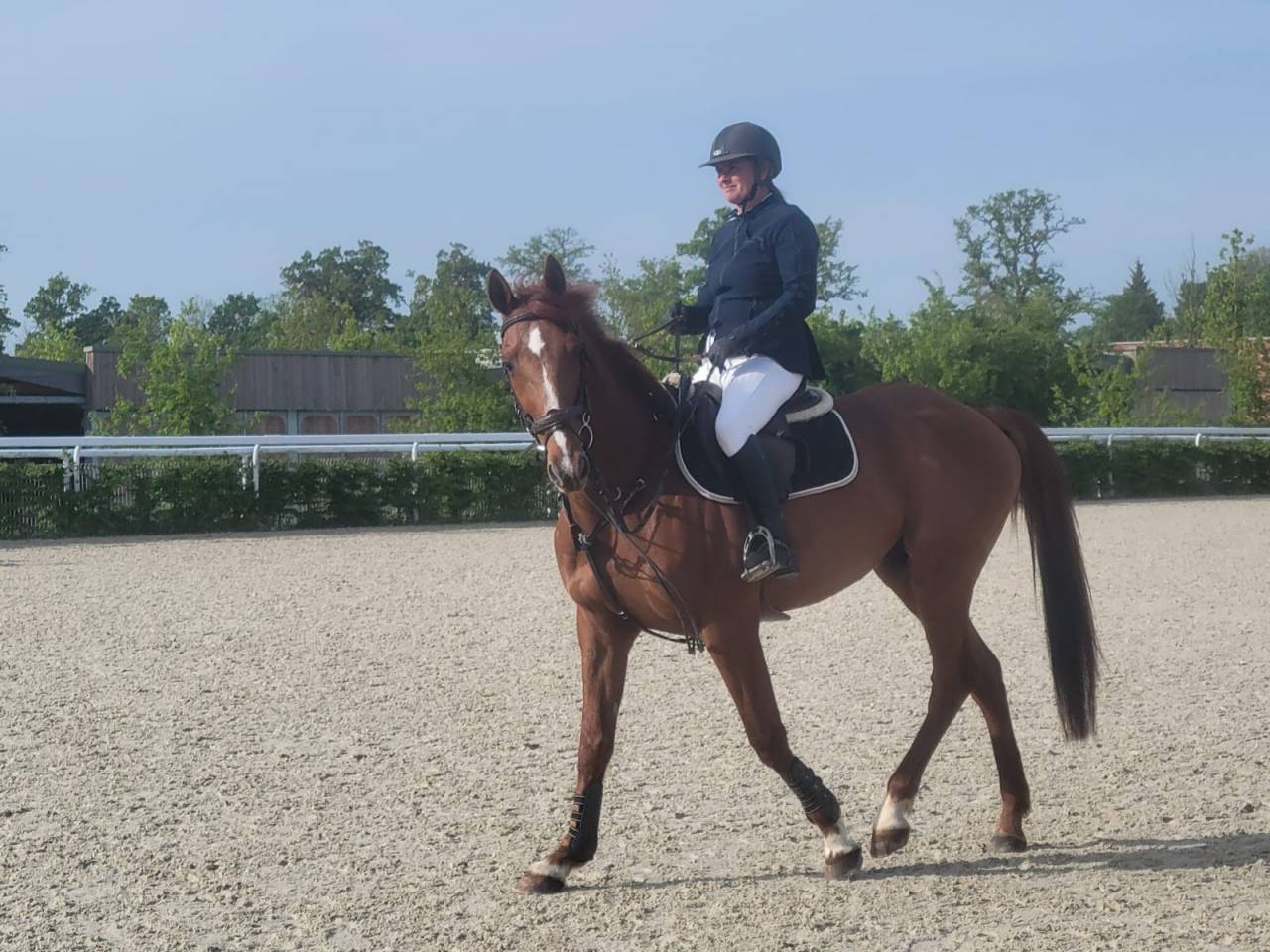 Gelding French Trotter For sale 2015 Liver chestnut