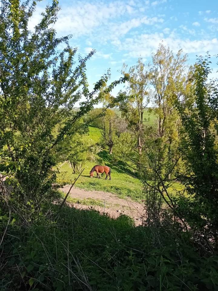 Filly Draft For sale 2023 Bay