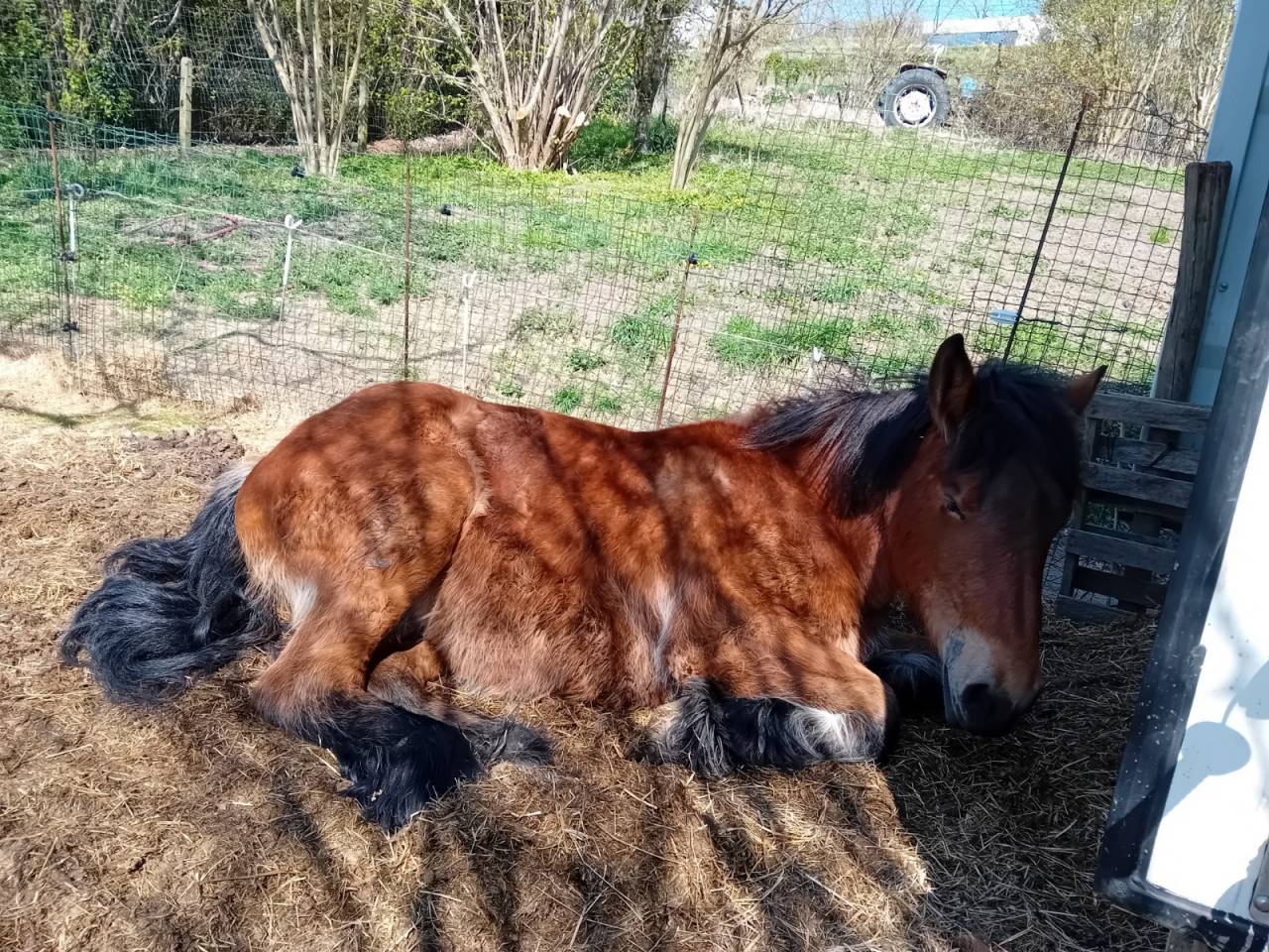 Filly Draft For sale 2023 Bay