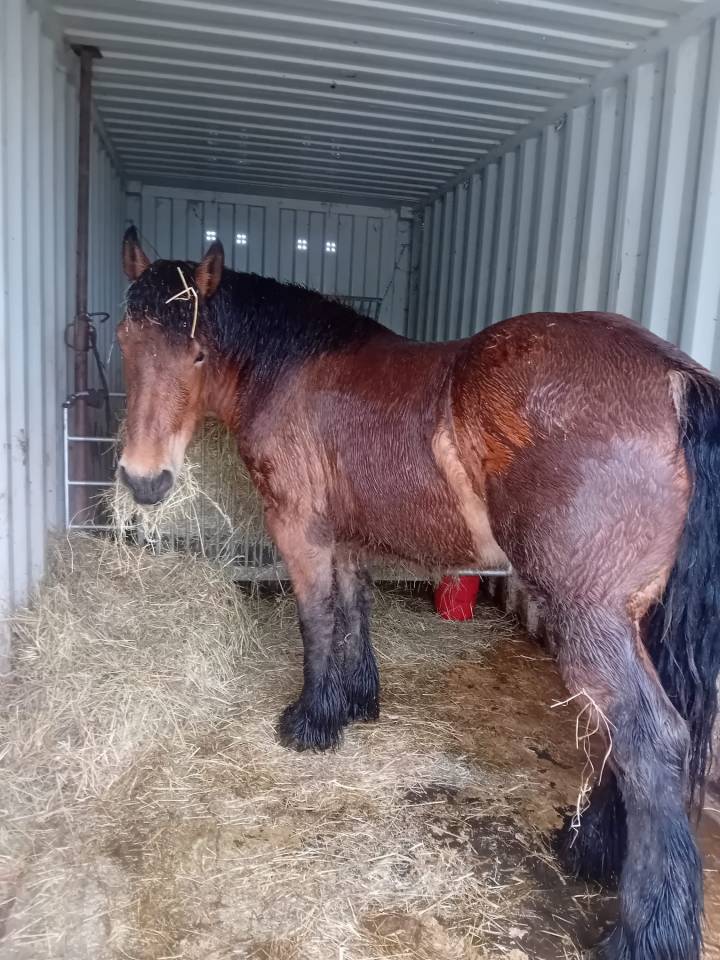 Filly Draft For sale 2023 Bay
