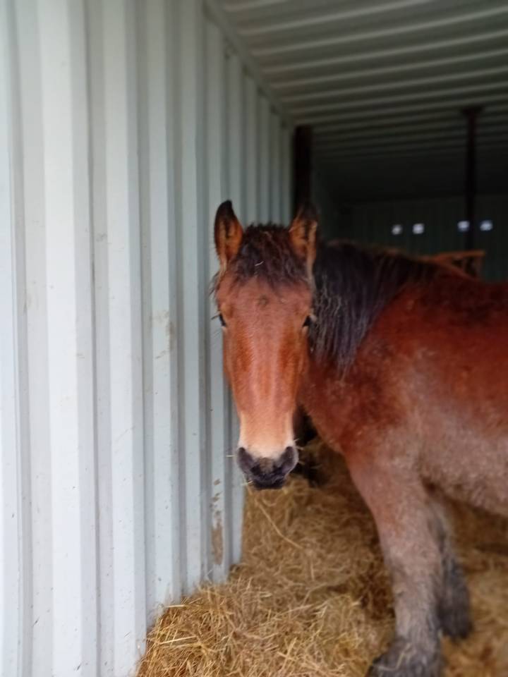 Filly Draft For sale 2023 Bay
