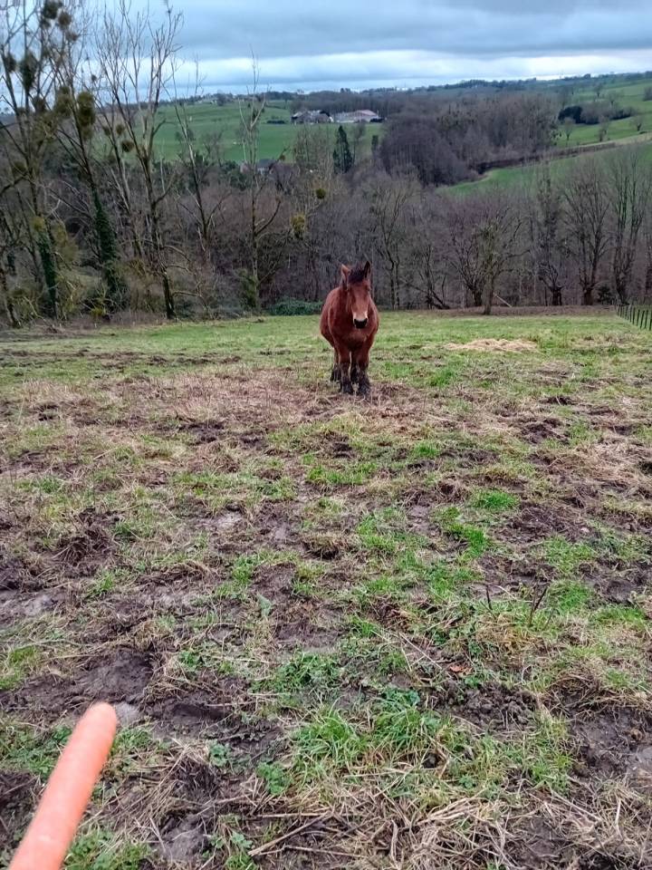 Filly Draft For sale 2023 Bay