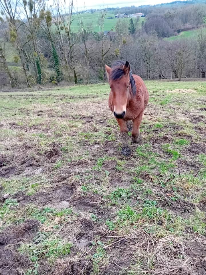 Filly Draft For sale 2023 Bay