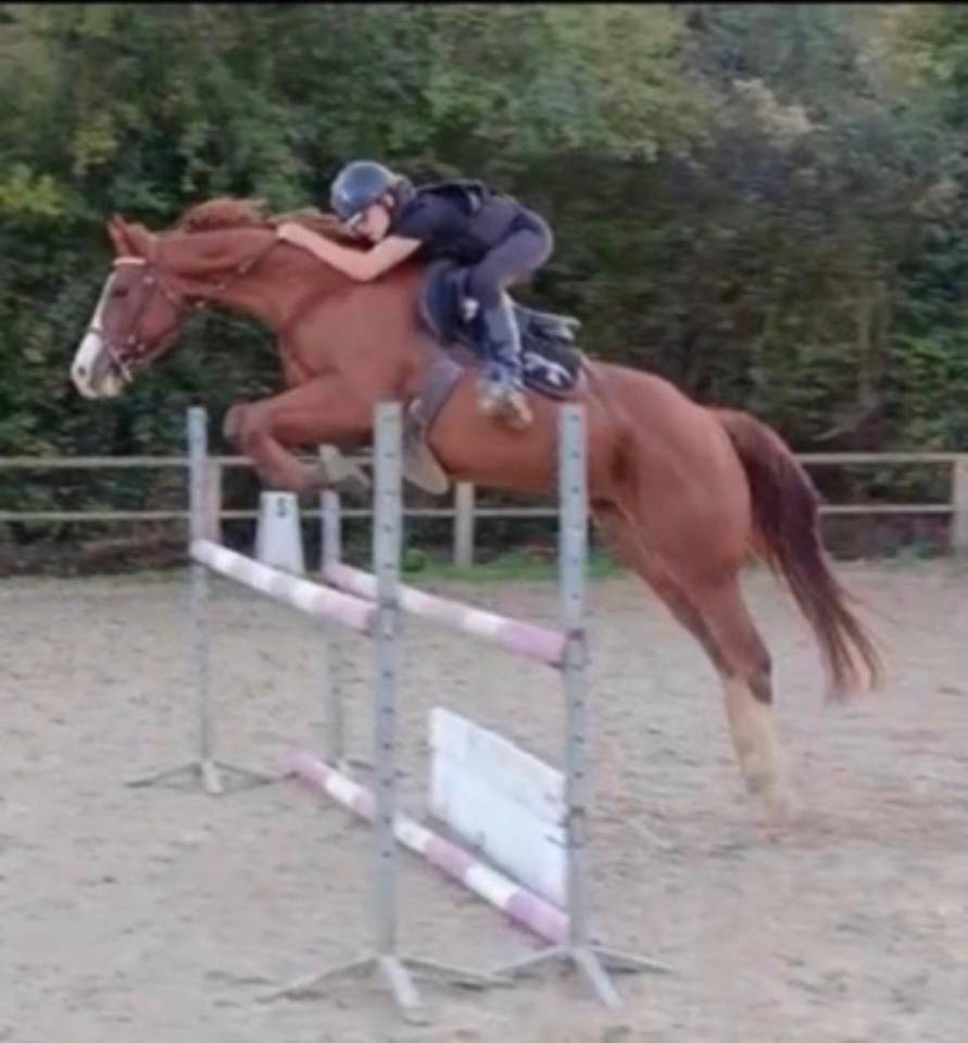 Gelding Paint For sale 2017 Chesnut