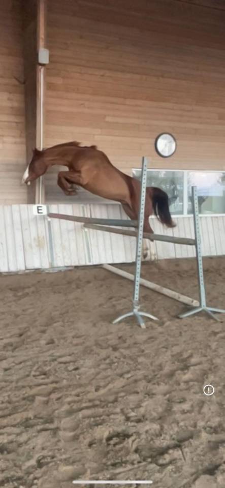Gelding Paint For sale 2017 Chesnut