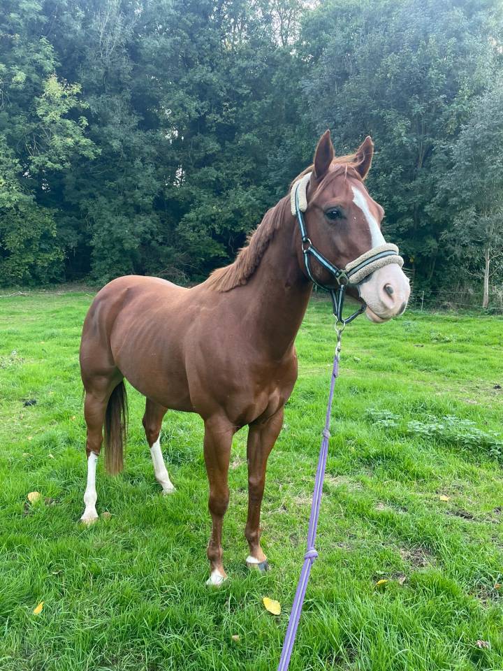 Gelding Paint For sale 2017 Chesnut