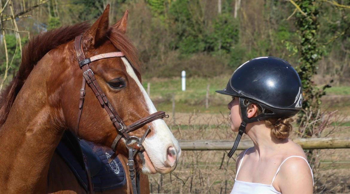 Gelding Paint For sale 2017 Chesnut