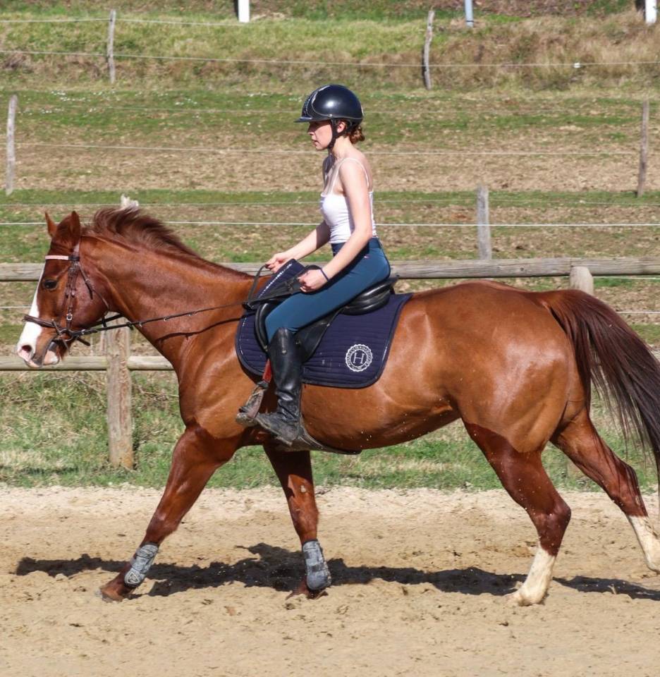 Gelding Paint For sale 2017 Chesnut