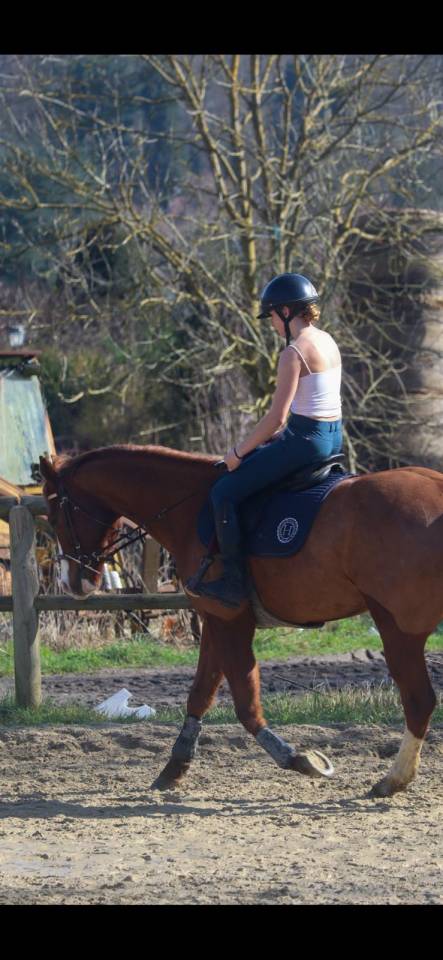 Gelding Paint For sale 2017 Chesnut