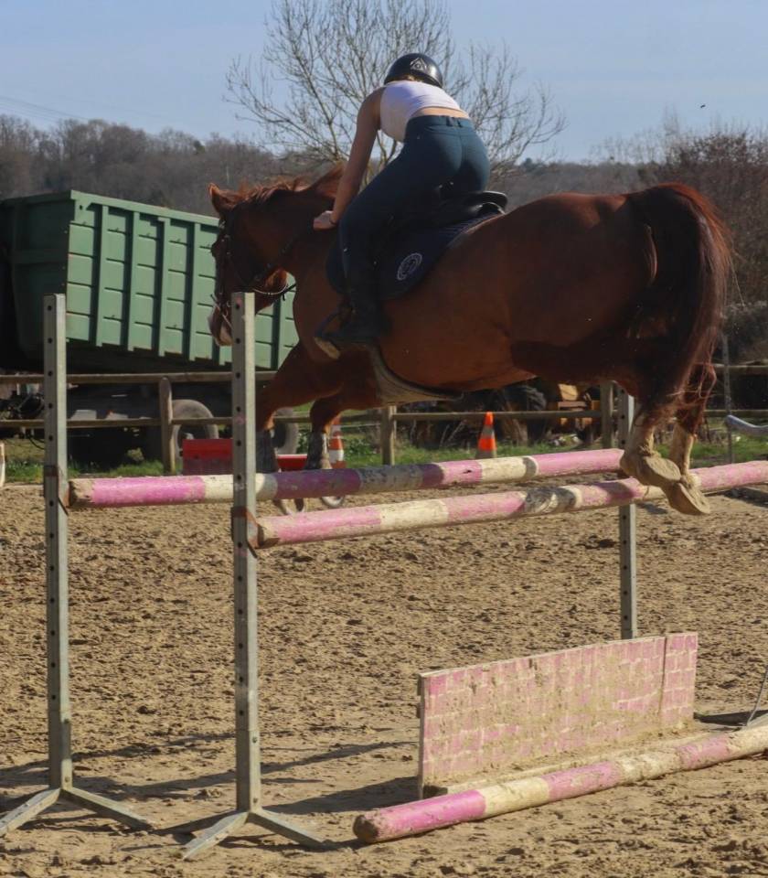 Gelding Paint For sale 2017 Chesnut